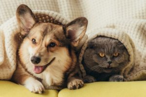 dog and cat under blanket