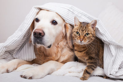 pets under a blanket